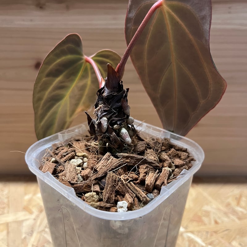 アンスリウム aff.ベッセアエ | GREEN LUCK