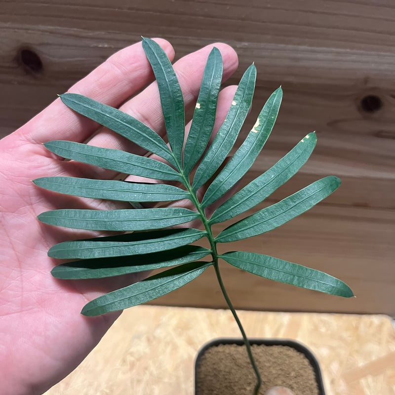 サイカス　シアメンシス サイカス シアメンシス (Cycas siamensis) タイシルバー | 希少