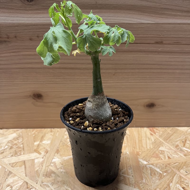 アデニア グラウカ 幻蝶かずら | GREEN LUCK