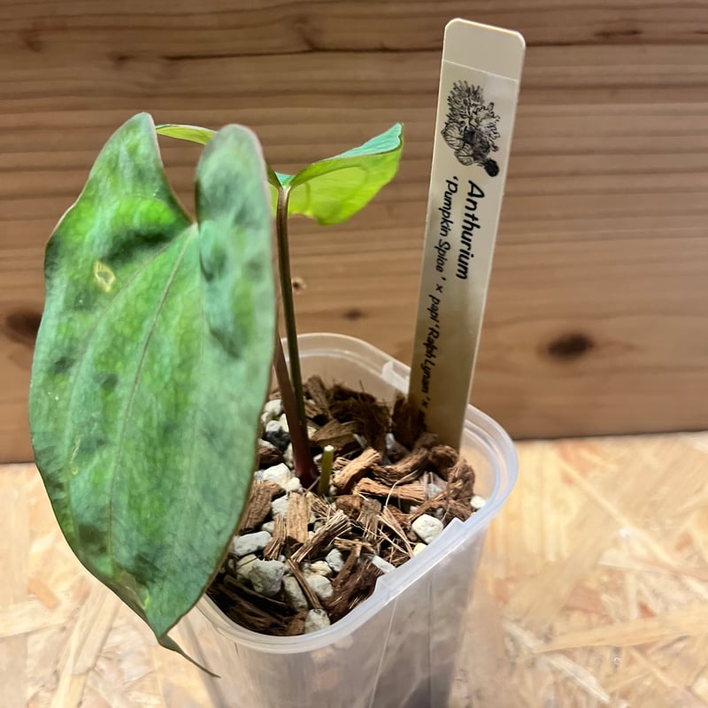 アンスリウム パンプキンスパイス×パピリラミナム ラルフライナム