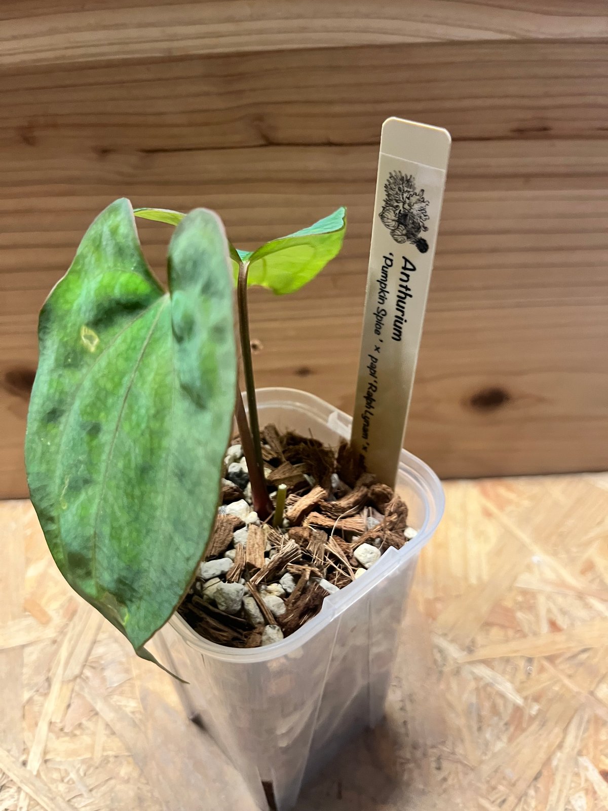 【HS】アンスリウム　pumpkin spice HS】アンスリウム pumpkin spice 🎃Anthurium 'Pumpkin Spice