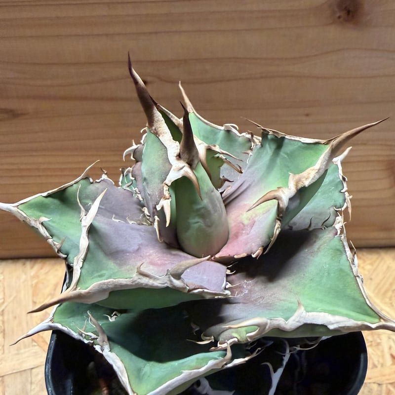 アガベ チタノタ '巨獣' | GREEN LUCK