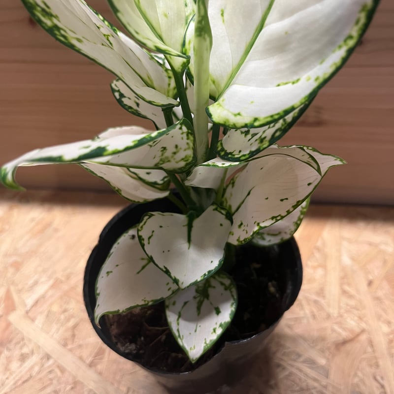 アグラオネマ ホワイトバレンタイン | GREEN LUCK