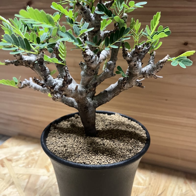 センナ メリディオナリス | GREEN LUCK