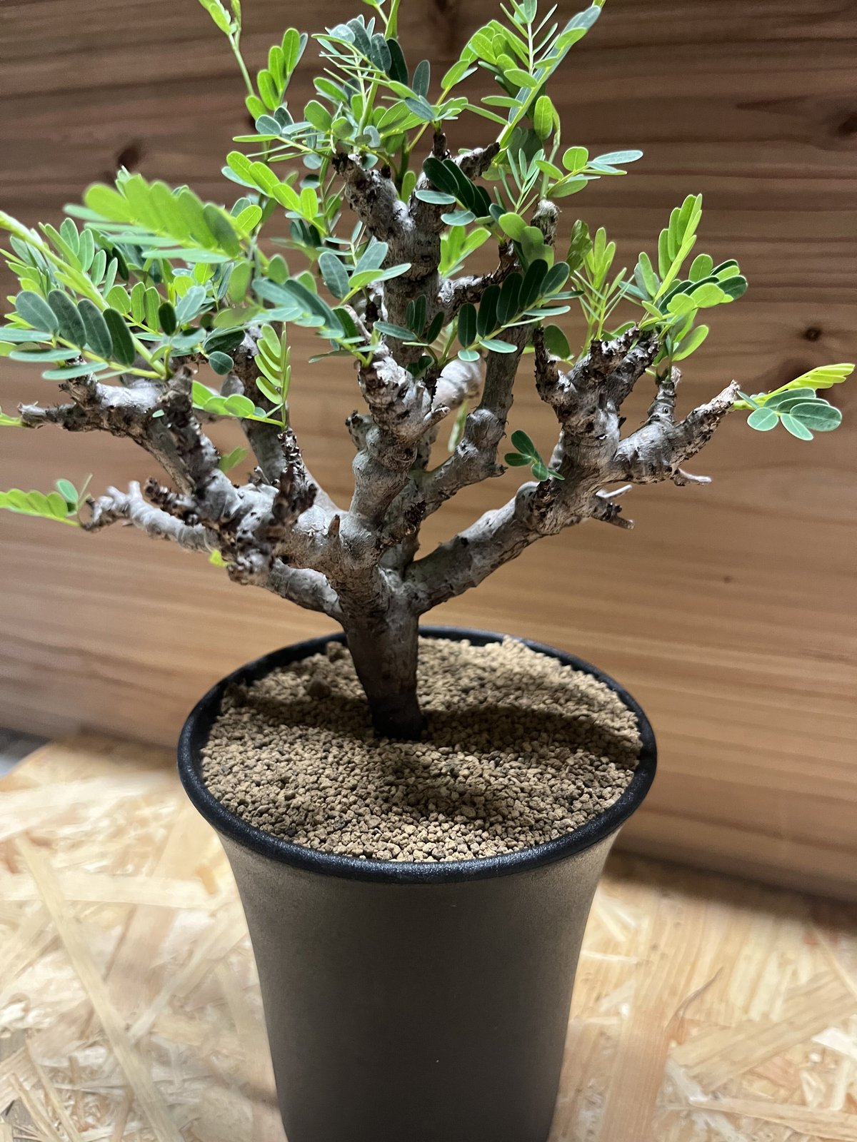 センナ メリディオナリス | GREEN LUCK