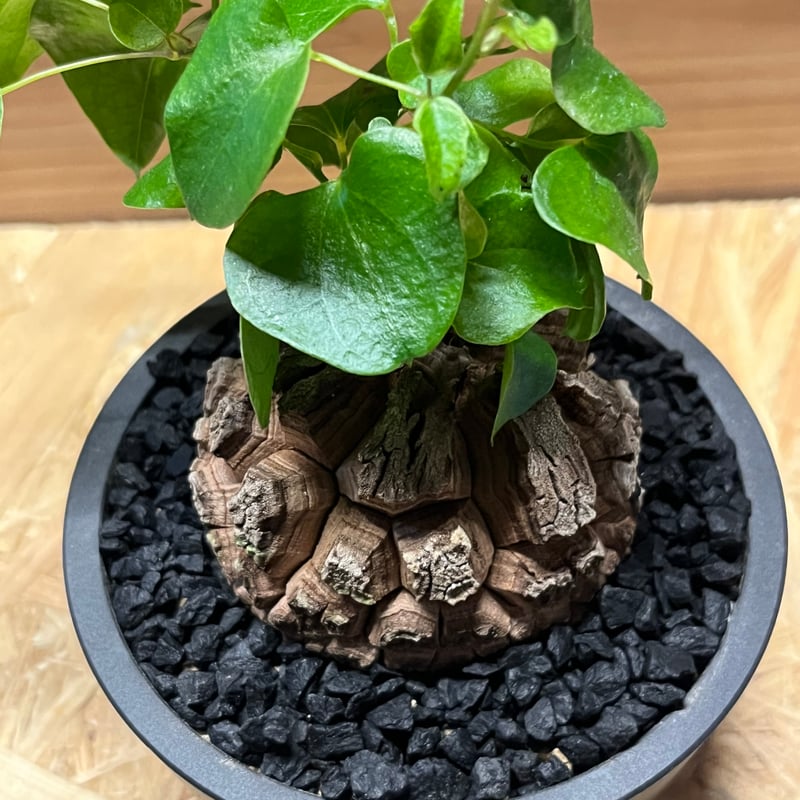 亀甲竜 ディオスコレア エレファンティペス | GREEN LUCK