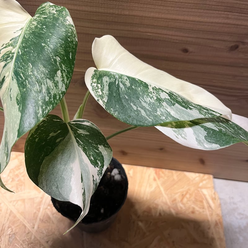 斑入りモンステラ ボルシギアナ バリエガータ 極斑タイプ | GREEN LUCK