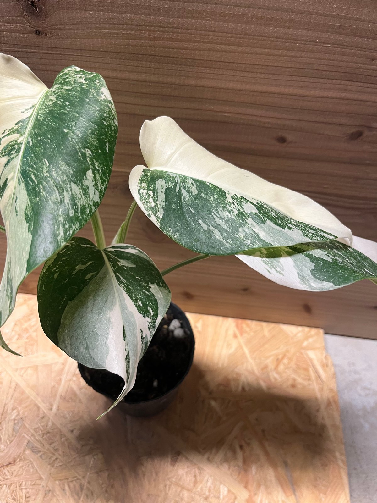 斑入りモンステラ ボルシギアナ バリエガータ 極斑タイプ | GREEN LUCK