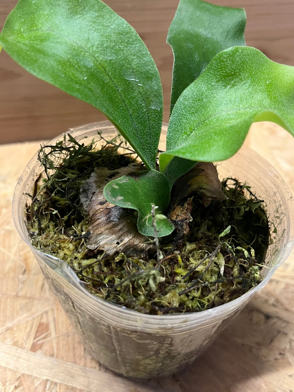 ⓣビカクシダ P. FSQ spore (2株willinckii nano &OMG spore ⓣビカクシダ P. FSQ spore (2株willinckii nano &OMG spore