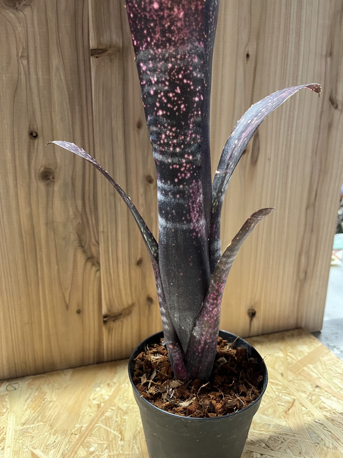 ビルベルギア エルゾロ | GREEN LUCK