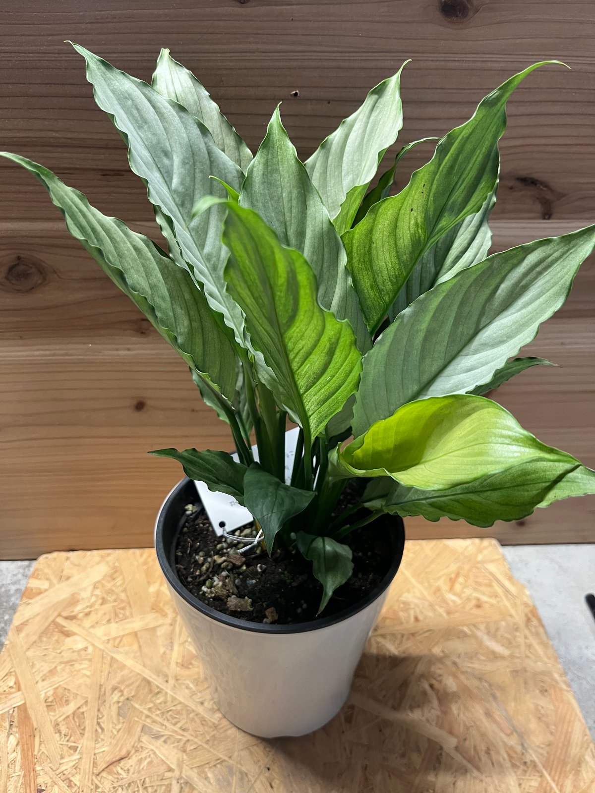 スパティフィラム sp. | GREEN LUCK