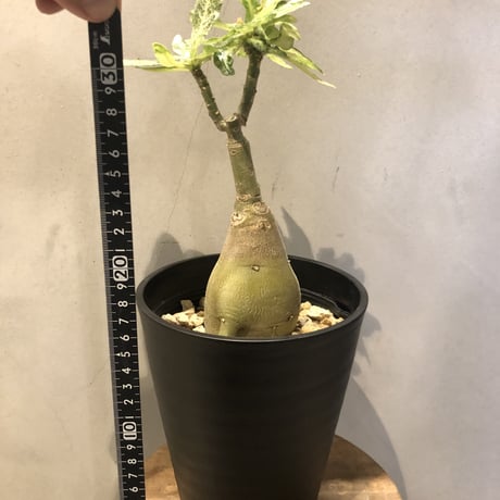 アデニウム 斑入り