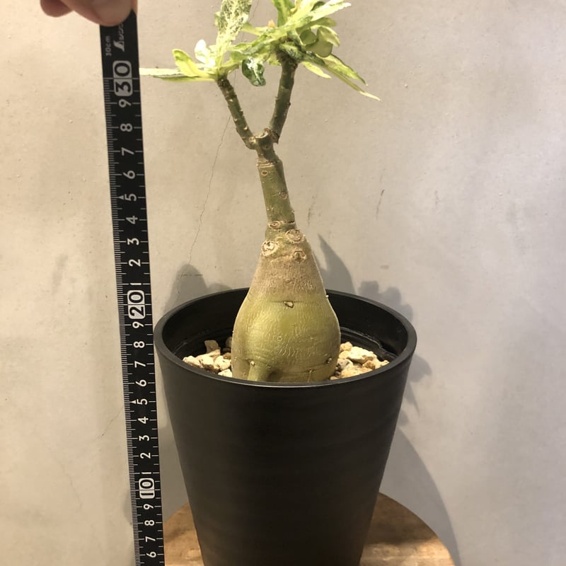 アデニウム 斑入り | GREEN LUCK