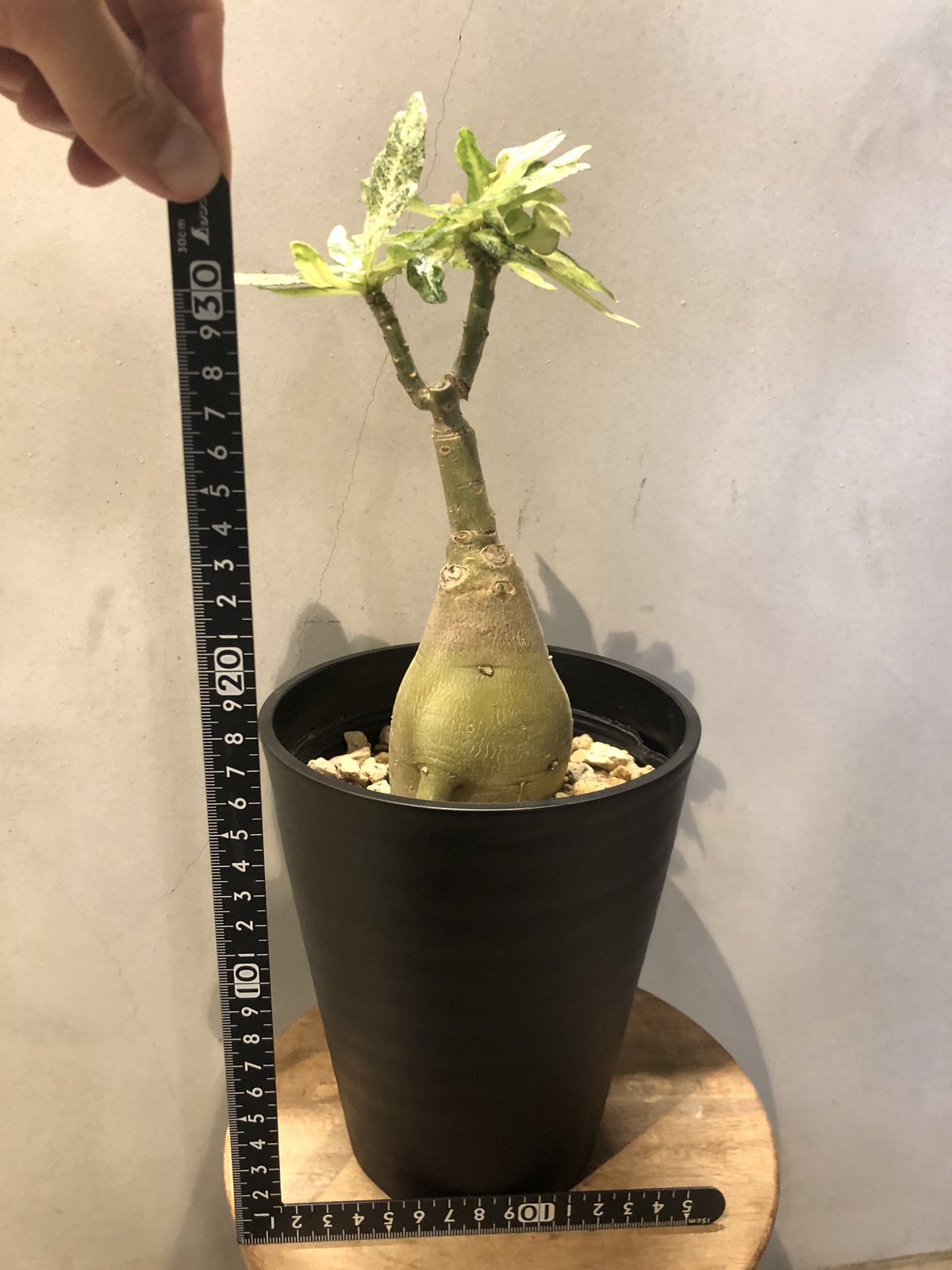 アデニウム 斑入り | GREEN LUCK