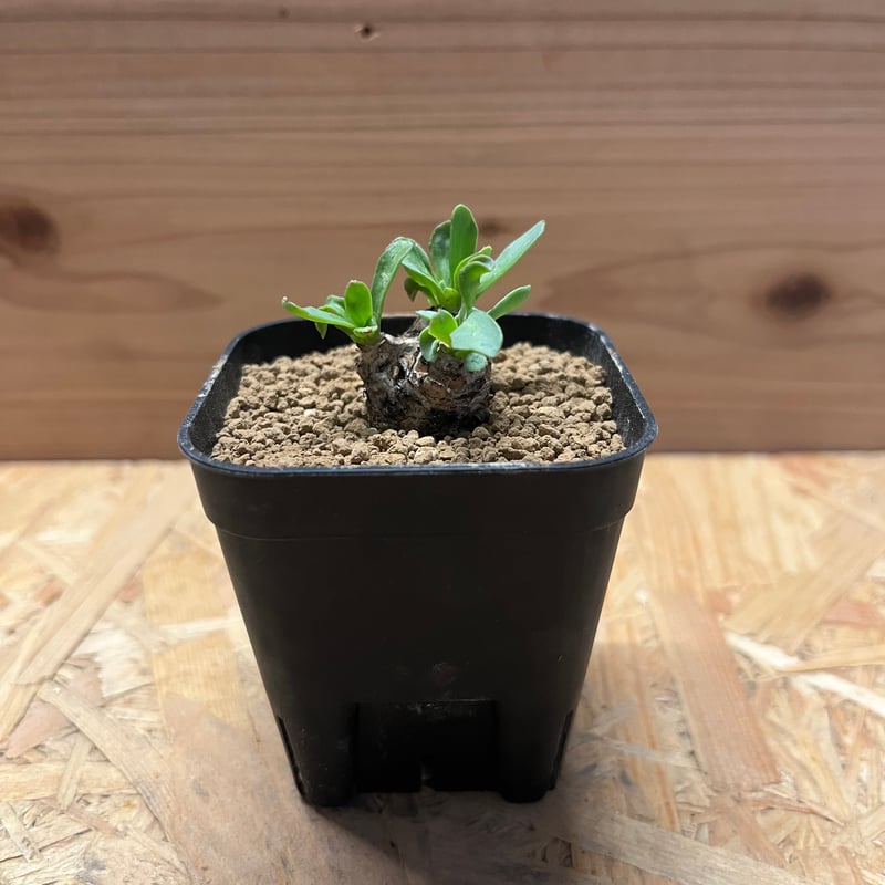 オトンナ レピドカウリス 発根済 オトンナ レピドカウリス | STELLA.PLANTS