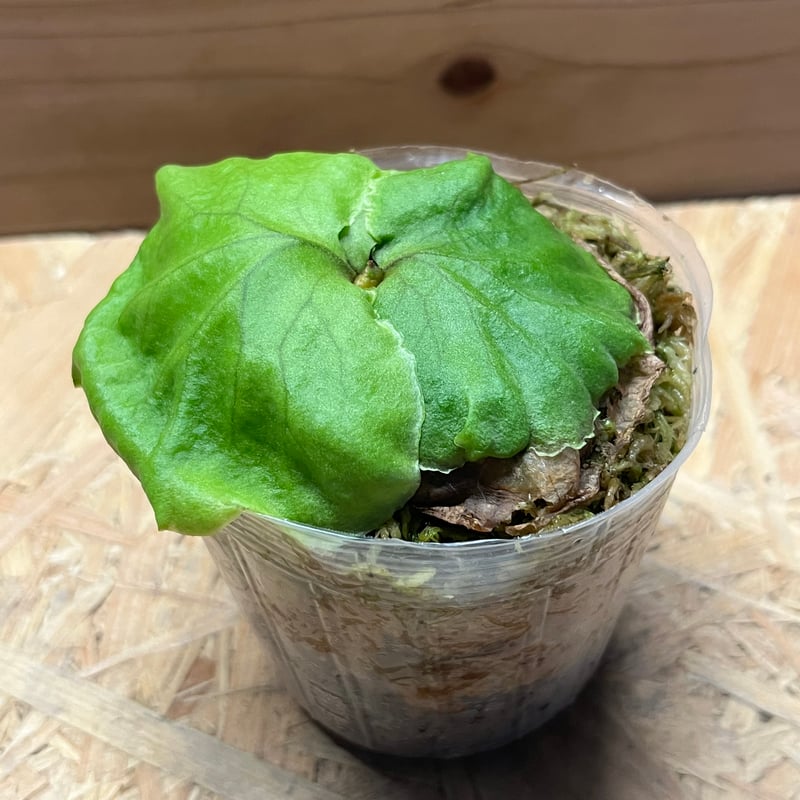 ビカクシダ リドレイ | GREEN LUCK