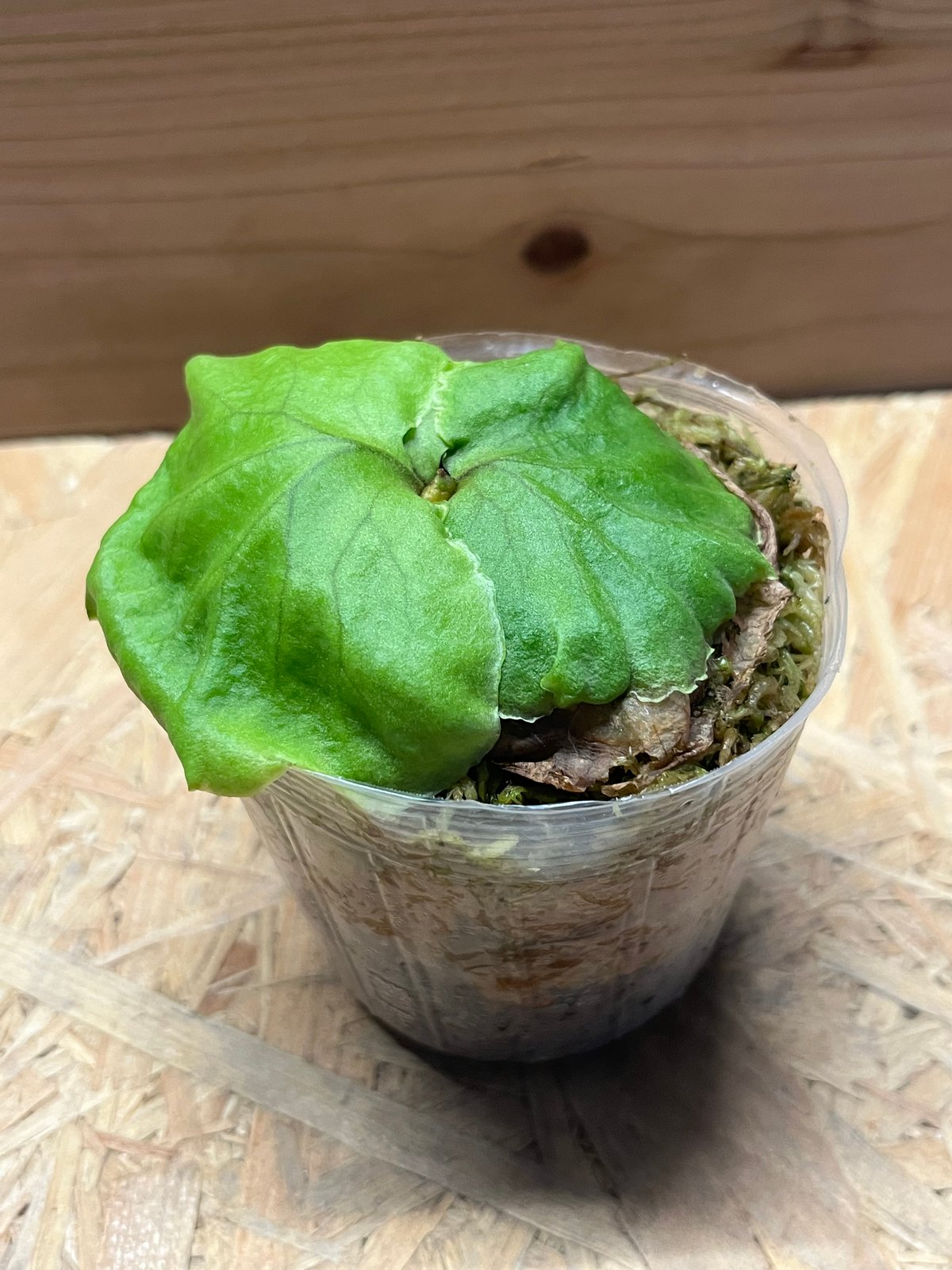 ビカクシダ リドレイ | GREEN LUCK