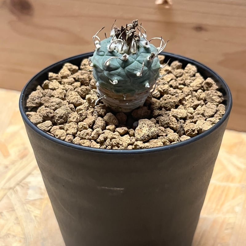 にくじゃが丸‼ ツルビニカルプス：蕪城丸 2.5号鉢植え の通販 | 園芸ネット