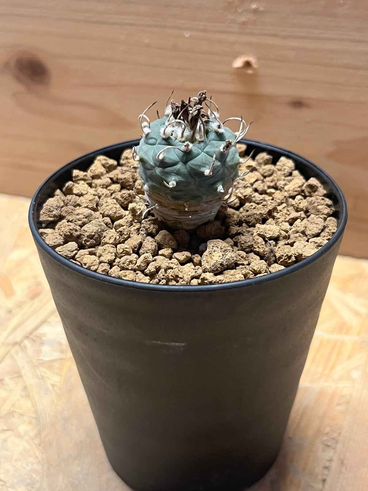 牙城丸　ツルビニカルプス　サボテン　昇竜丸黒王丸 牙城丸 ツルビニカルプス サボテン 昇竜丸黒王丸 サボテン