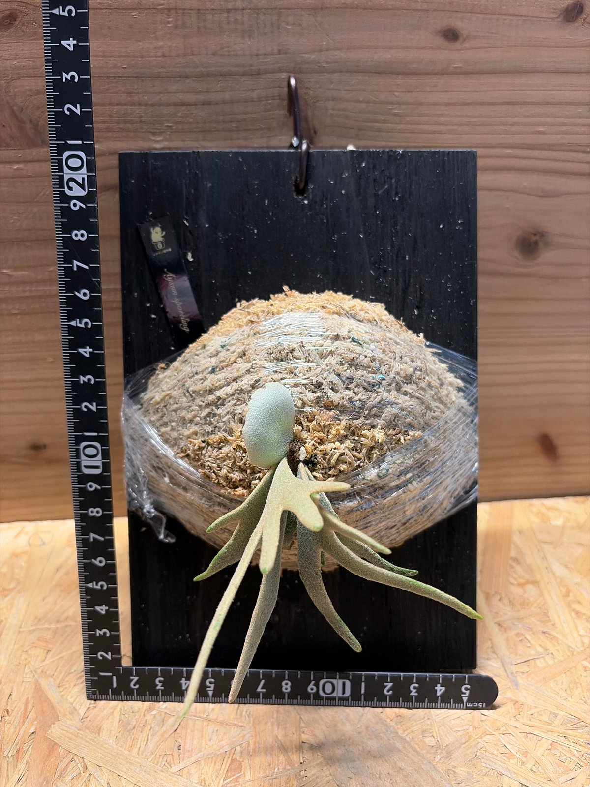 【*U様 Aysun スポア　ビカクシダ ビカクシダの入荷です！ 台湾で一躍有名になった Aysun 月神のスポアが