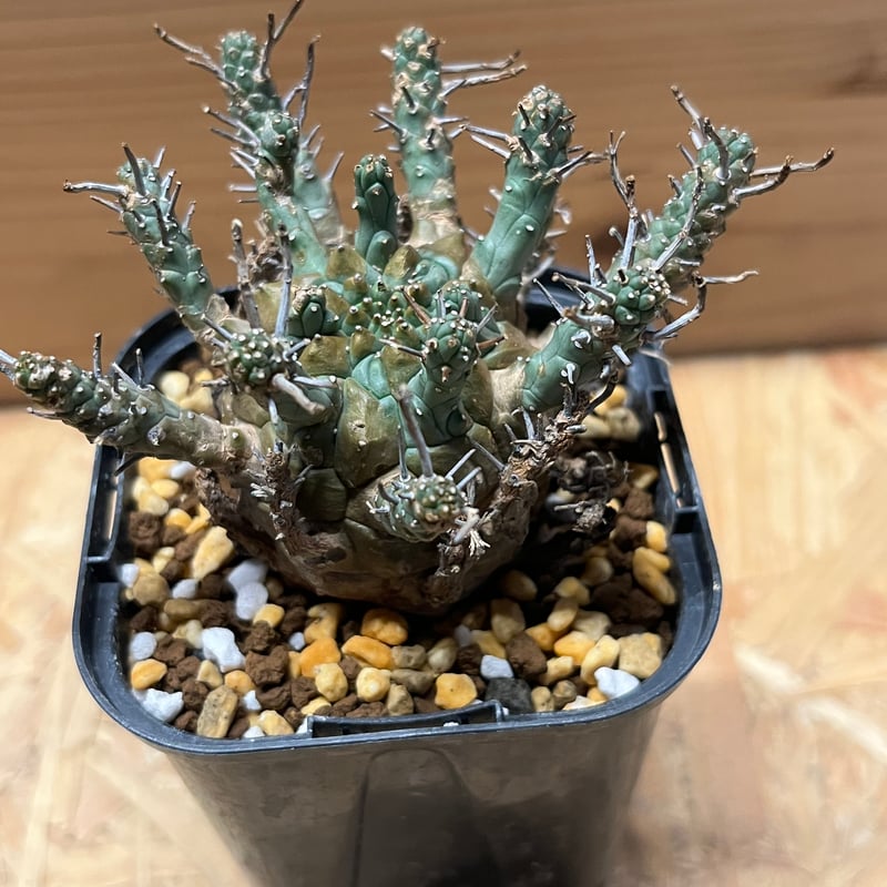 特大 発根済み ユーフォルビア デセプタ 特大 発根済み ユーフォルビア デセプタ 特大 発根済み ユーフォルビア