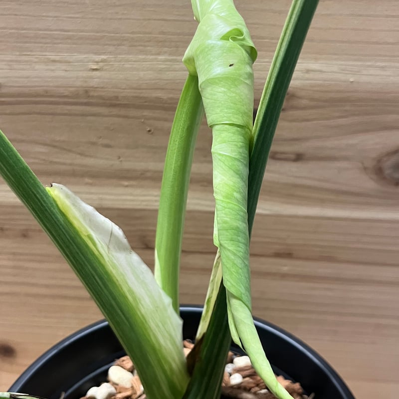 モンステラ デリシオーサ 'レガシー' | GREEN LUCK