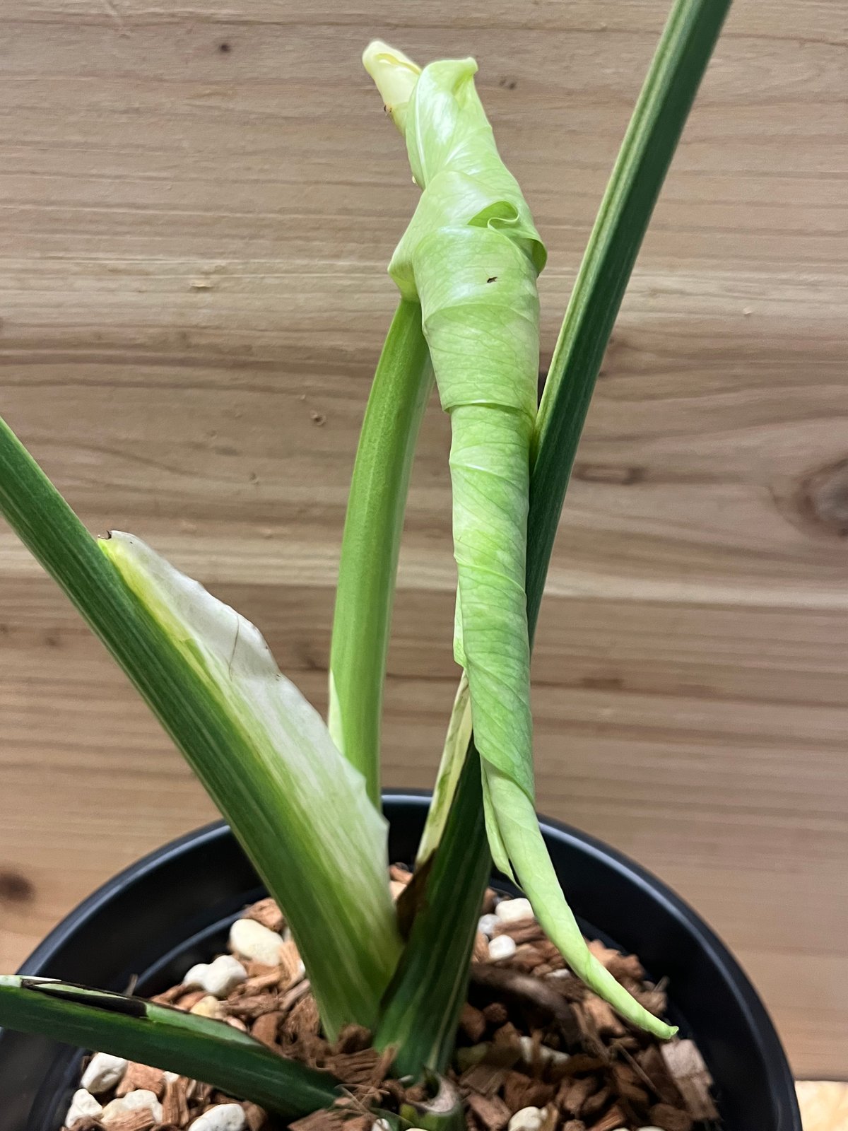 モンステラ デリシオーサ 'レガシー' | GREEN LUCK