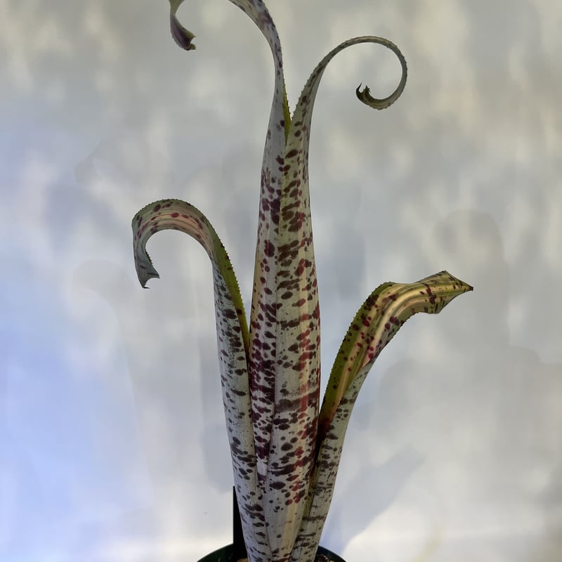 ケスネリア ラファエルオリベイラ | GREEN LUCK