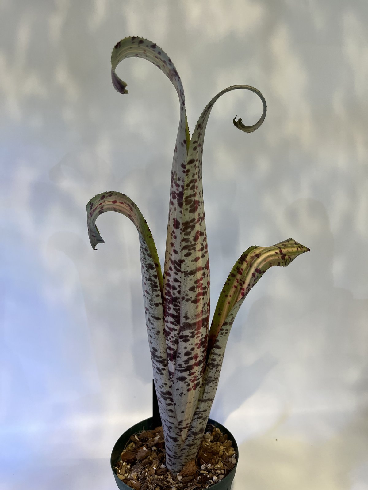 ラファエル オリベイラ ケスネリア マルモラータ 斑入り 【公式通販】