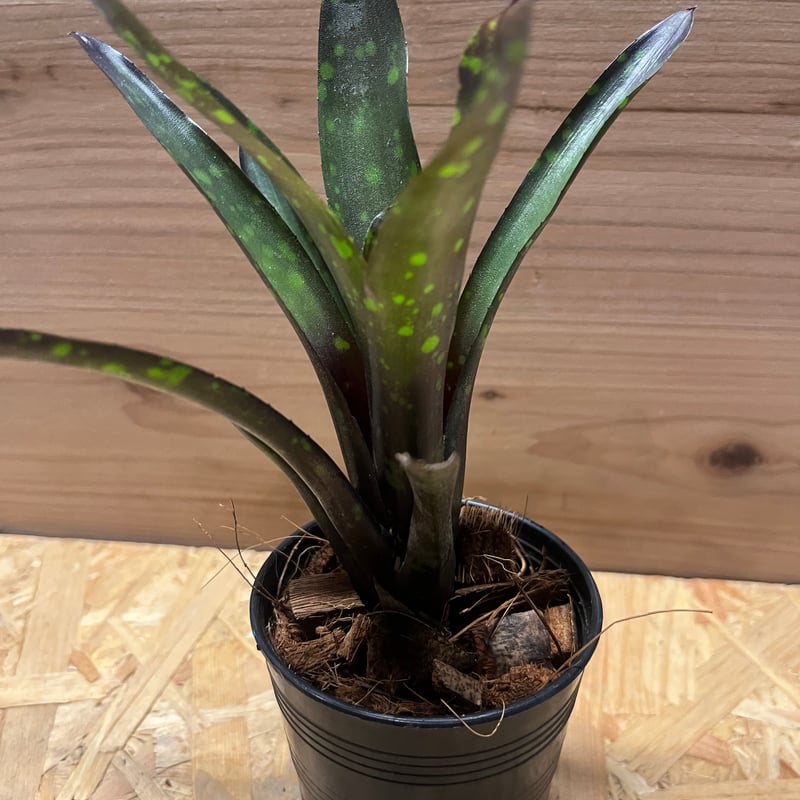 ぴ*す様 ネオレゲリア　ノスフェラトゥ　子株 ネオレゲリア ノスフェラトゥ | GREEN LUCK