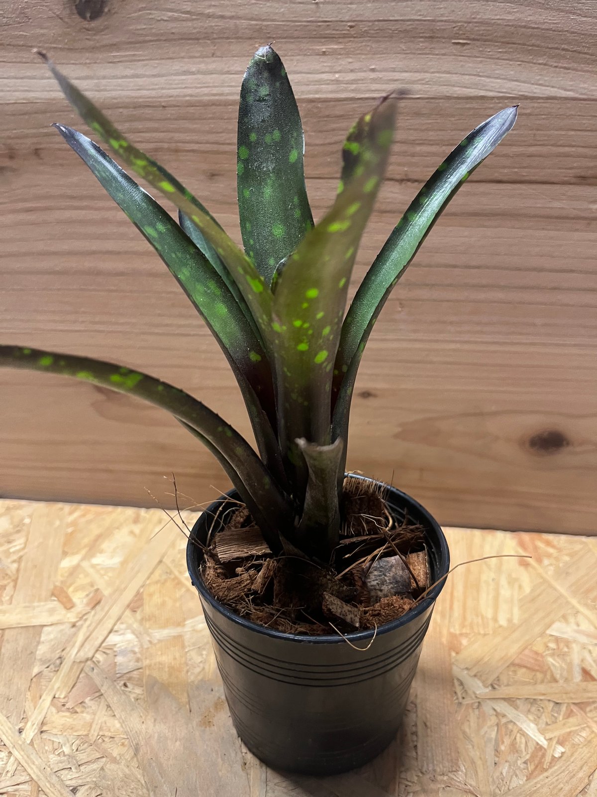 ネオレゲリア ノスフェラトゥ | GREEN LUCK