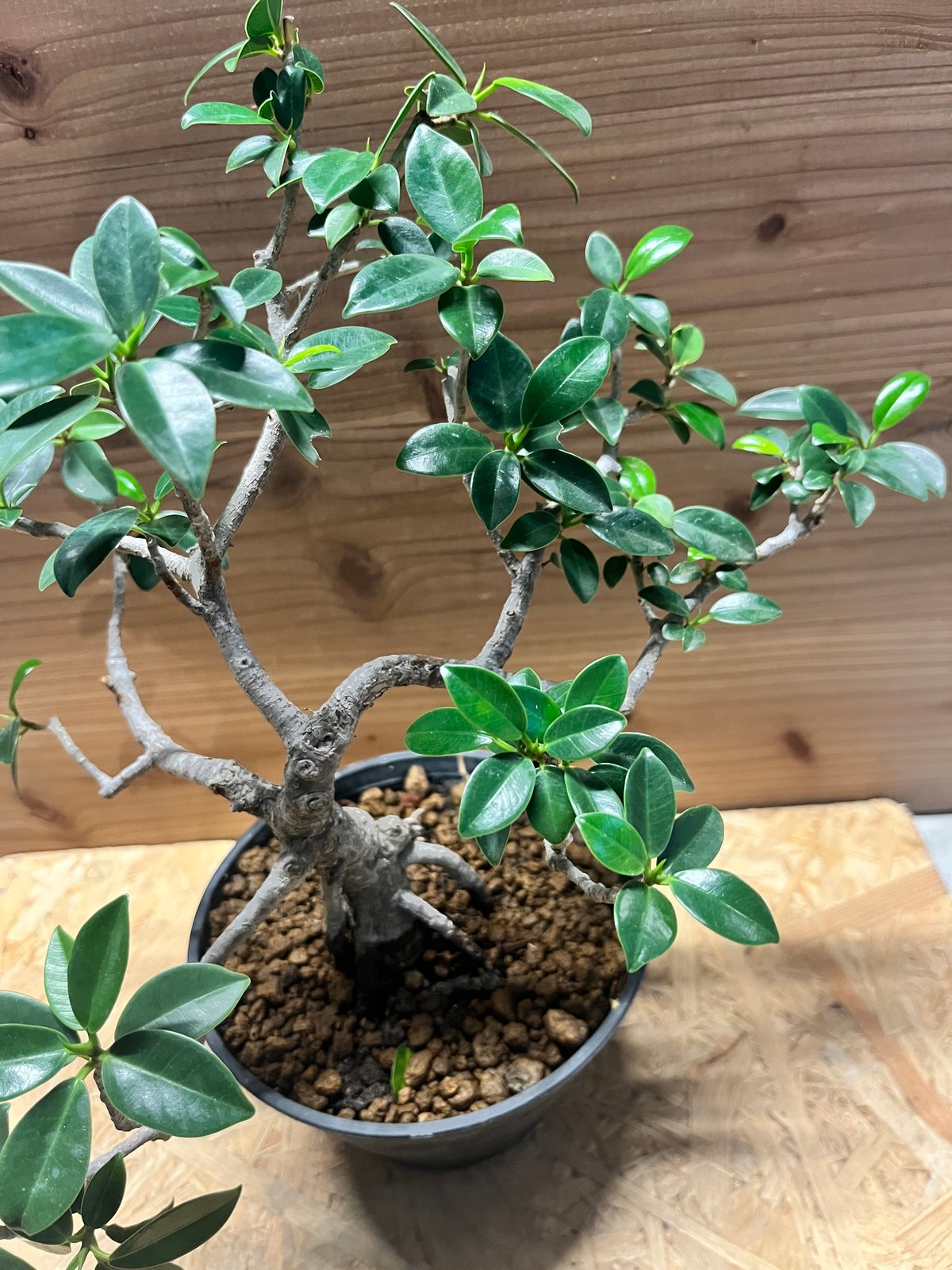 【フィカス ガジュマル：盆栽仕立て】 楽天市場】『ガジュマル 盆栽仕立て』Ficus microcarpa 6号鉢 ミニ観葉