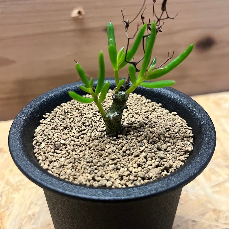 セール】チレコドン ニグリカウリス No.002 鉢、送料込 メルカリ便