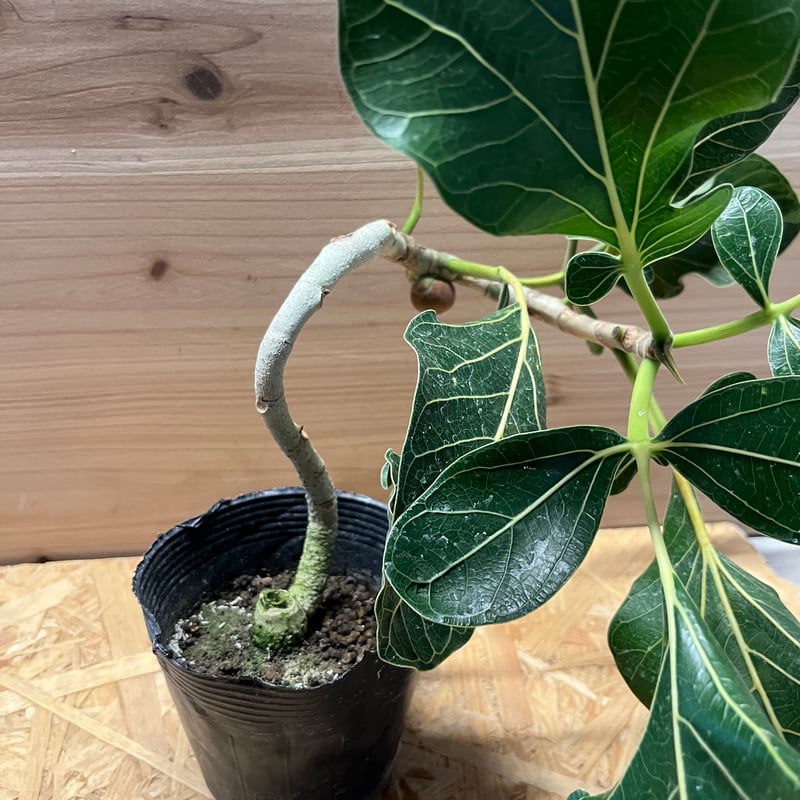 フィカス クリシュナボダイジュ | GREEN LUCK