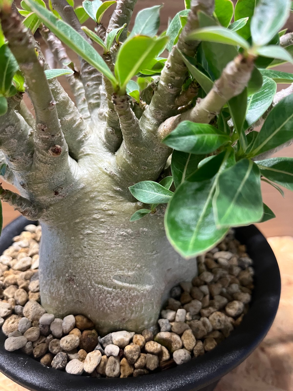 アデニウム アラビカム | GREEN LUCK