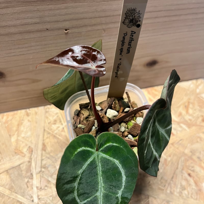 アンスリウム パンプキンスパイス×レッドクリスタル | GREEN LUCK