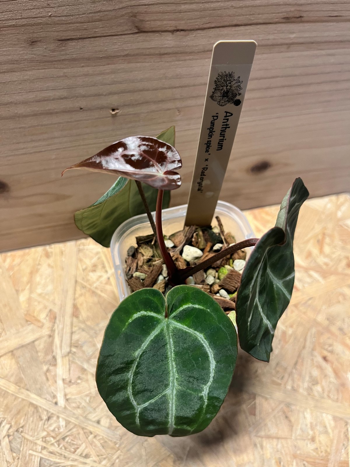 【HS】アンスリウム　pumpkin spice HS】アンスリウム pumpkin spice 🎃Anthurium 'Pumpkin Spice