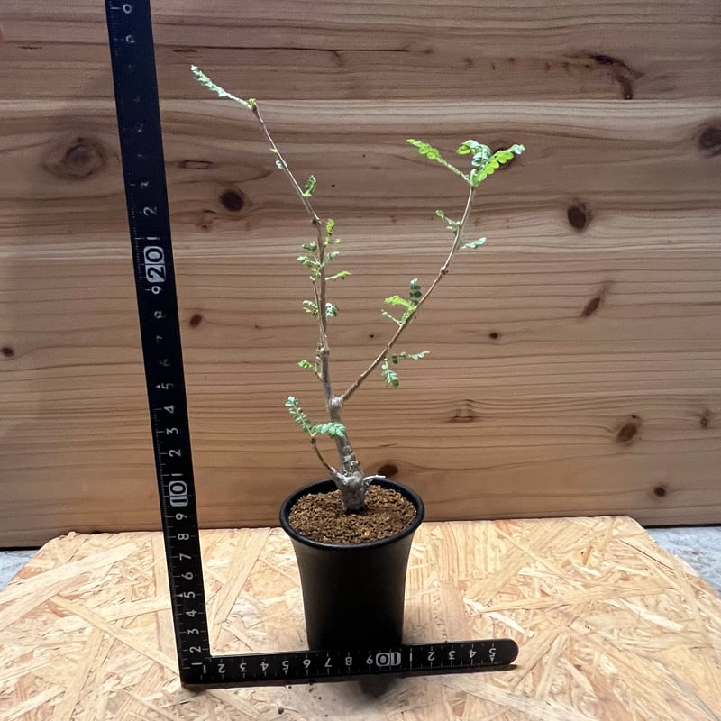 【鉢のまま発送】良型 ボスウェリア ネグレクタ ボスウェリア：ネグレクタ 3.5号鉢植え の通販 | 園芸ネット