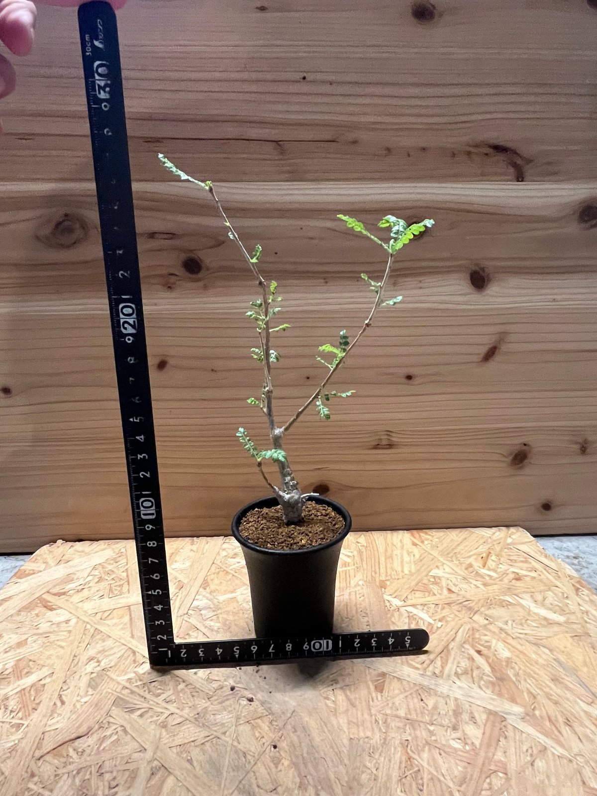 ボスウェリア ネグレクタ | GREEN LUCK