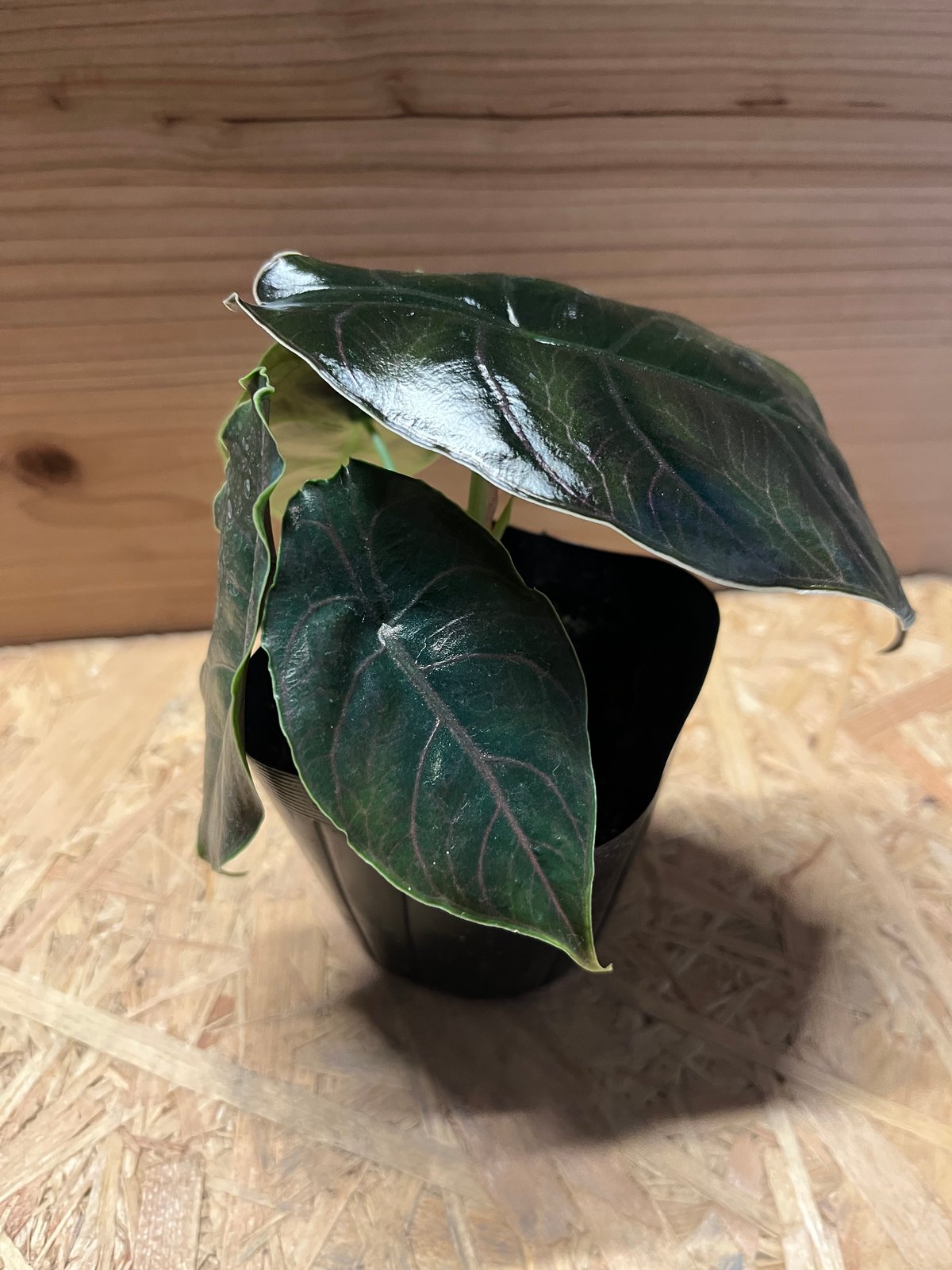 アロカシア アズラニー / 安心の発根活着済み fit=scale-down,w=1200