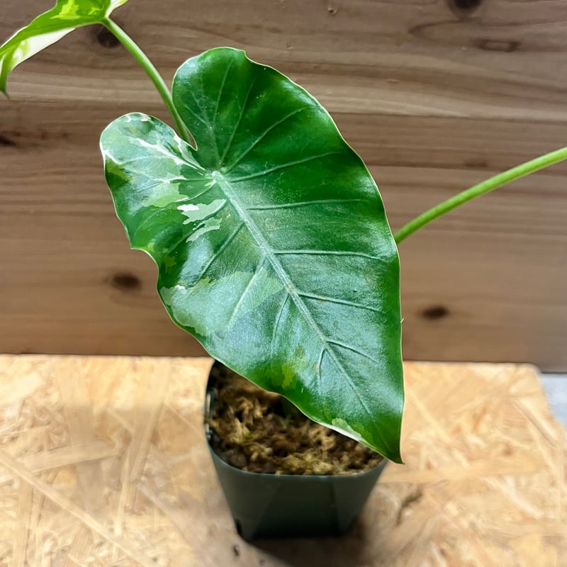 斑入りクワズイモ　アロカシア アロカシア オドラ 斑入りクワズイモ | GREEN LUCK