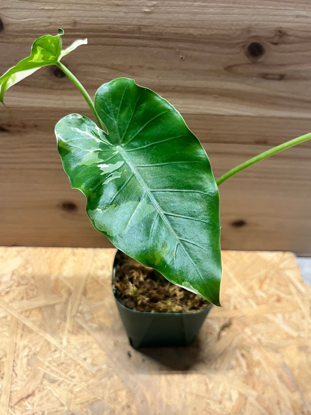 アロカシア オドラ 斑入りクワズイモ | GREEN LUCK