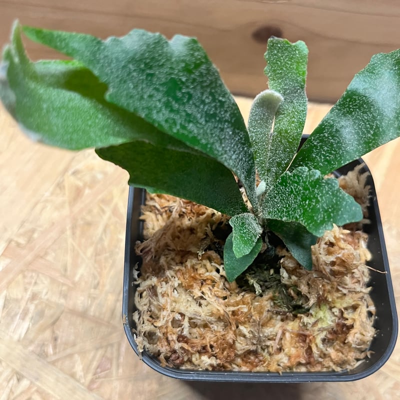 ビカクシダ シュプール | GREEN LUCK