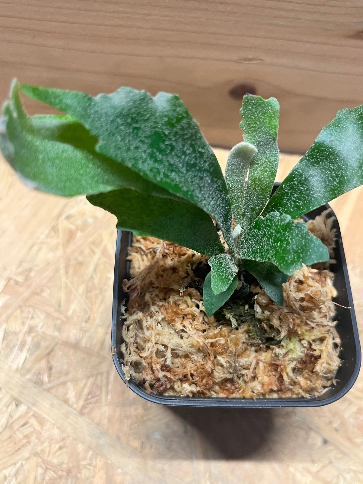 ビカクシダ シュプール | GREEN LUCK