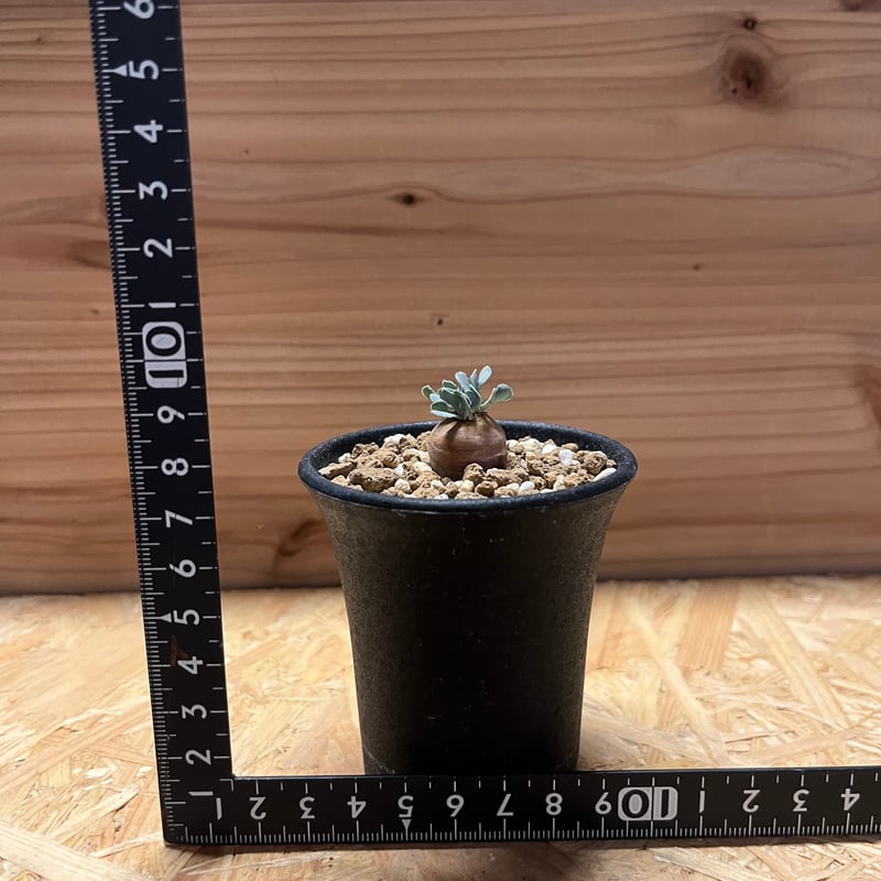 激カワ　歪なじゃがいも　オトンナ　カカリオイデス　ODDROOTS管理株 激カワ 歪なじゃがいも オトンナ カカリオイデス ODDROOTS管理株