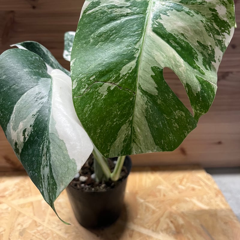 斑入りモンステラ ボルシギアナ バリエガータ 極斑タイプ | GREEN LUCK 斑入りモンステラ ボルシギアナ バリエガータ 極斑タイプ | GREEN LUCK