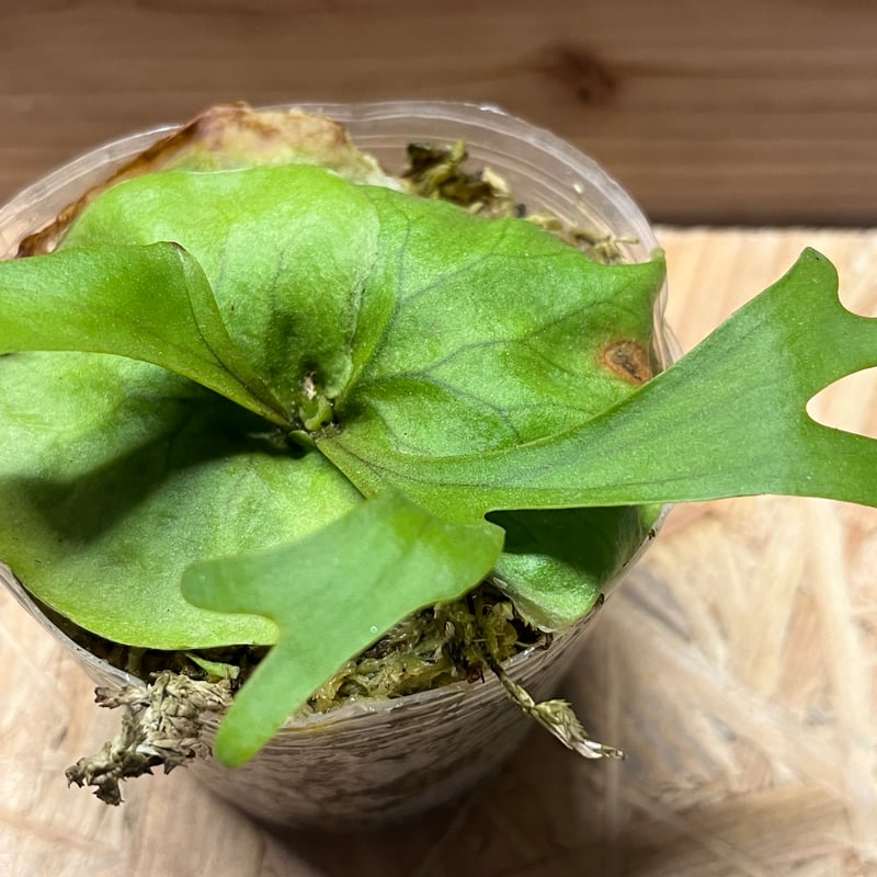 ビカクシダ リドレイ | GREEN LUCK