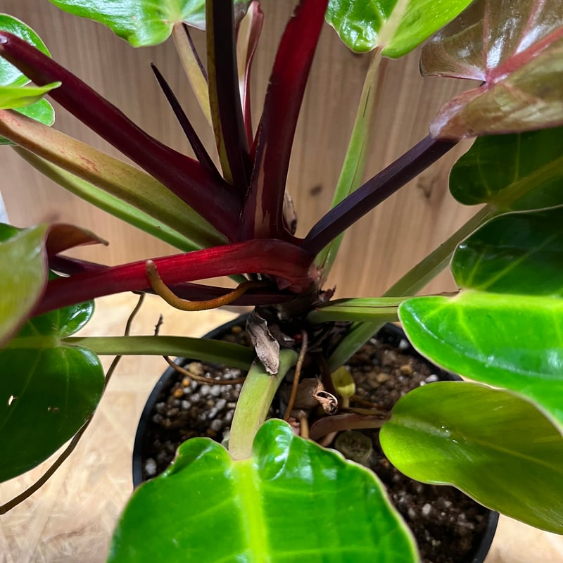 フィロデンドロン インペリアルイエローフレーム | GREEN LUCK