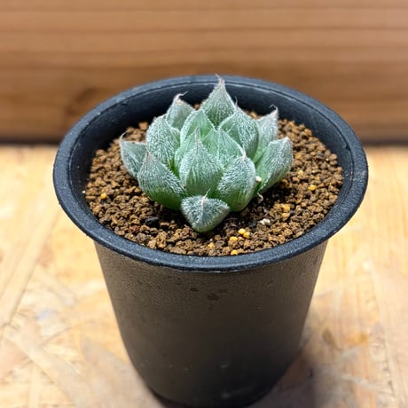 STORES ハオルチアの検索結果