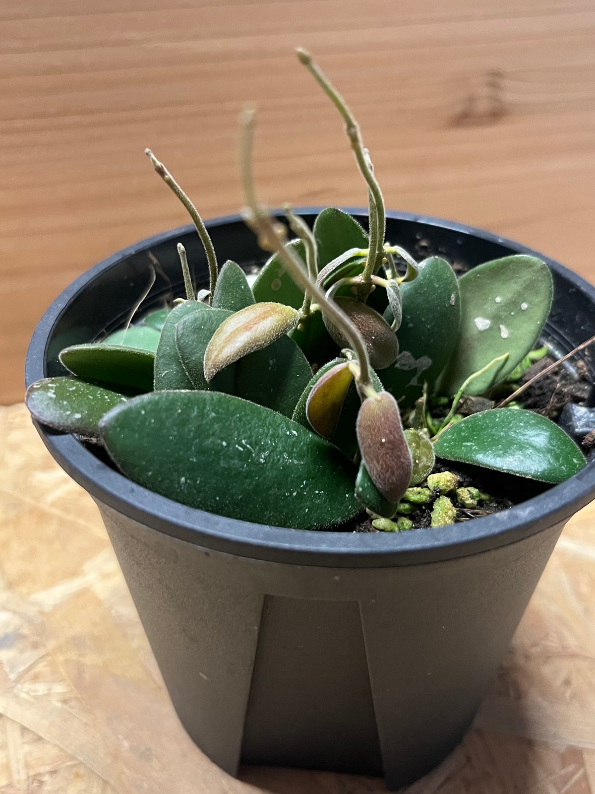 ホヤ GPS 7240 | GREEN LUCK